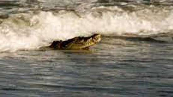 Killer croc spotted in canal near St. Peter’s college