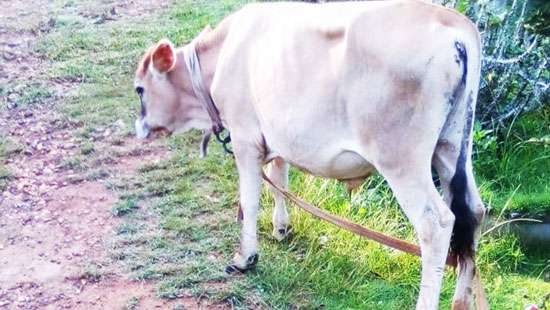Fine for cattle theft to be increased along with imprisonment