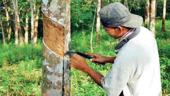 SL risks US$ 24mn rubber exports under EU deforestation rules: IPS