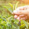 India surpasses Sri Lanka to become second largest tea exporter