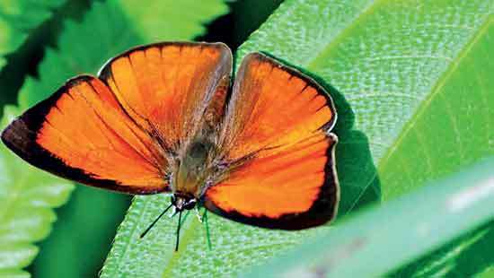 The amazing biodiversity  of Sri Lanka