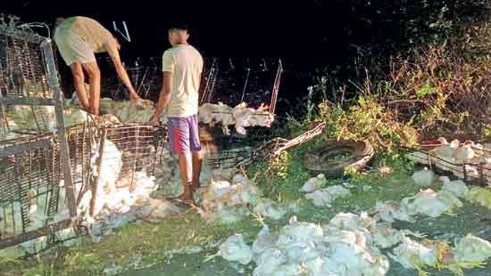 Lorry transporting chickens hits wild elephant: driver injured, birds dead