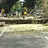 Wijerama Mawatha obstructed by fallen tree