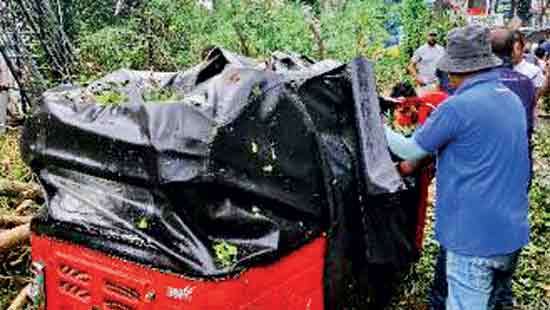 Sudden downpour in Pallekele causes several trees to fall
