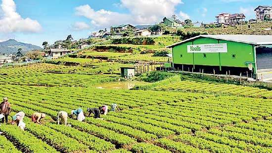 Keells continues to provide freshest produce by strengthening value chain