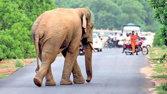 Elephants in the Fridge and Humans in the Wedge? Post ‘Ditwah’ urges rationalised Elephant  and Land Management