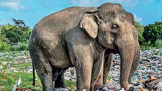 Nations Trust WNPS Monthly Lecture Wired for the Wild The New Age of Wildlife Photography
