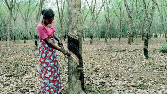 CRTA warns US tariff hike will devastate Sri Lanka’s rubber industry