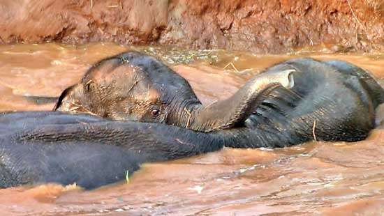 She-elephant, calf rescued from agro-well