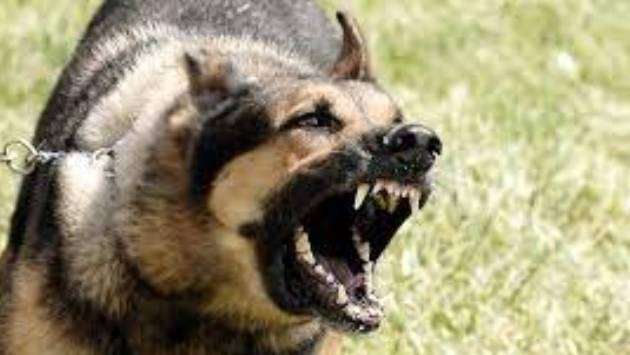 Over 180,000 dog bites reported last year: Health Minister