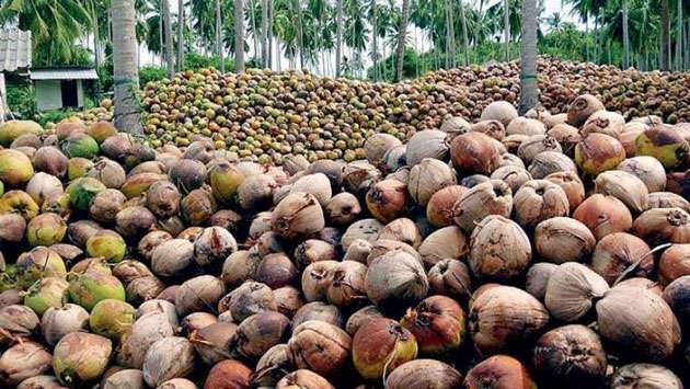 US tariff blow puts SL’s US $ 857mn coconut export industry at risk: Industry