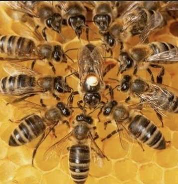 Drop in bee population strikes Sri Lanka’s food sector: Expert