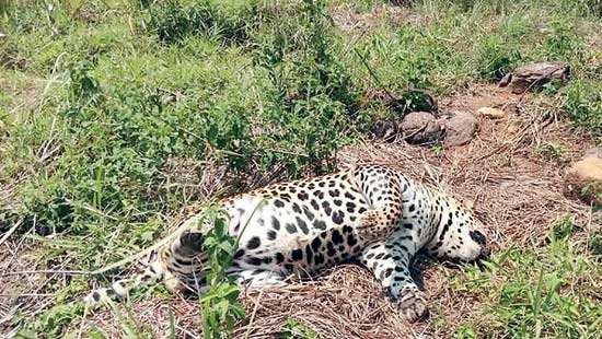Leopard deaths:Conservationist discusses opportunities and challenges  in protecting the  Sri Lankan leopard
