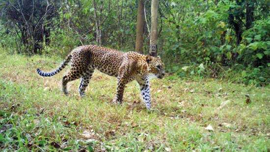 Understanding the leopard  in a variety of habitats