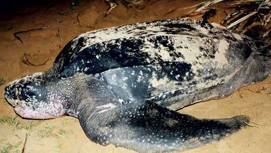 Urgent call to protect Sri Lanka’s dwindling population of turtles