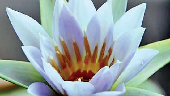 COPA instructs ‘Water Lily’ to be identified as SL’s National Flower