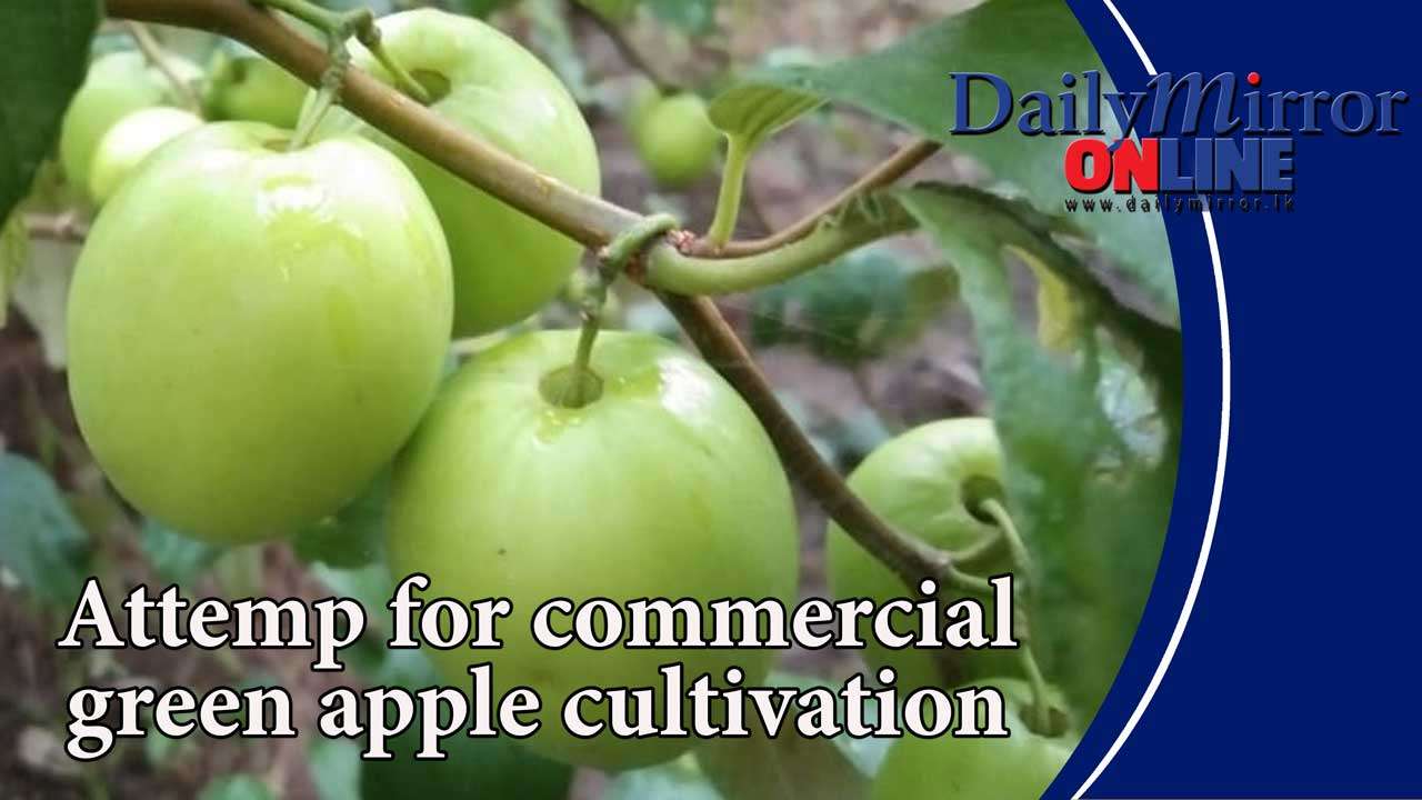 Attempt for commercial green apple cultivation