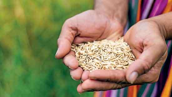 Priorities in Focus: Will Budget 2025 address Sri Lanka’s agricultural challenges?