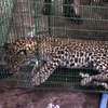 Leopard seeks shelter from floods in Mullaitivu home