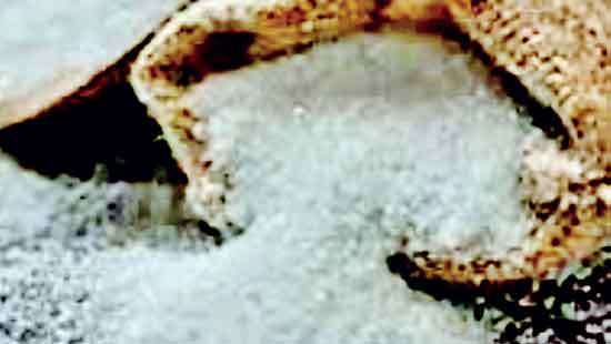 Sugar importers warn against tax hike