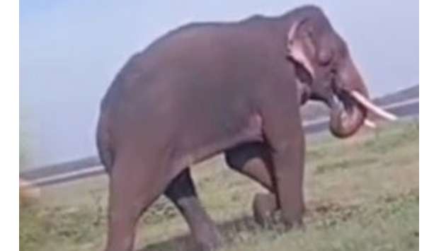 Tusker ‘Sapumal’ shot and injured