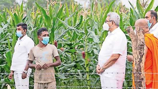 President inspects damage caused to maize cultivation by fall armyworm caterpillar