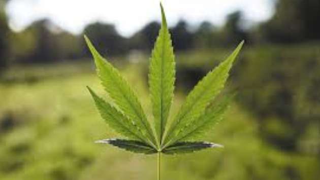 Foreign cannabis cultivation plan draws ADIC warning