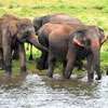 CEJ urges to halt haphazard elephant drives