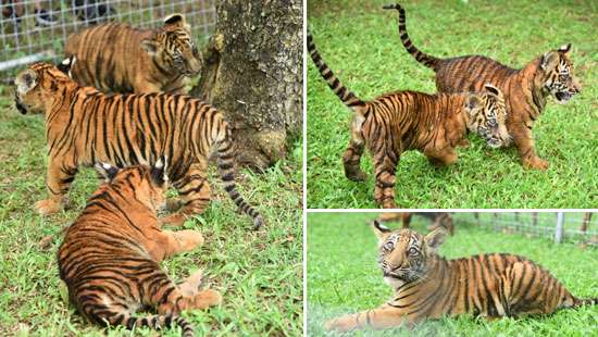 Bengali tiger cubs attract visitors at Zoo...