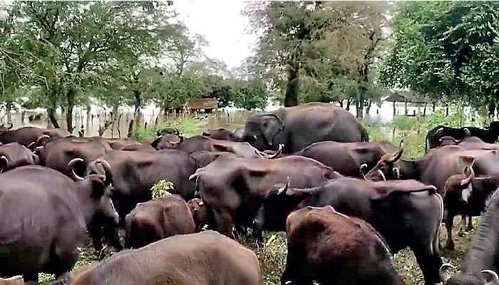 Baby elephant separated from herd finds refuge with buffaloes