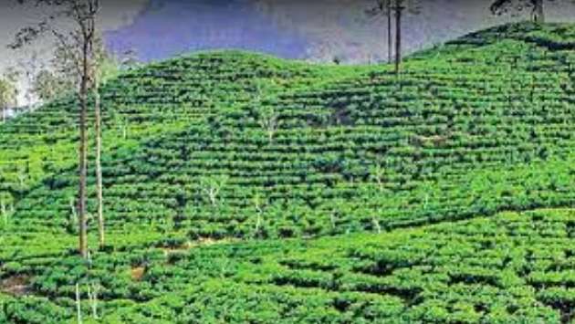 Tea industry hit hard; damaged machinery will take months to function again