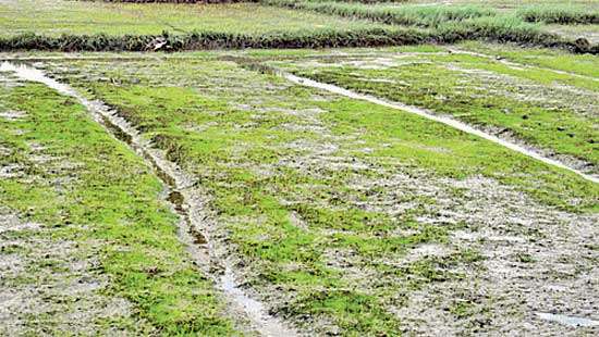 More than 1000 acres of paddy ruined