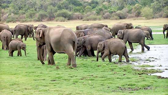 Large-scale infrastructure projects threaten  ‘Elephant Gathering’