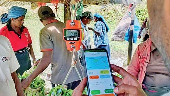 Agrithmics powers Goomera Estate digital transformation as landmark first for country’s State-Owned plantations