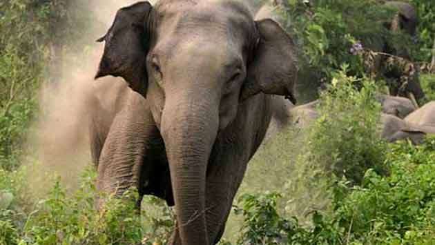 Wild elephants kill two in Kalmuna, Kebithigollewa