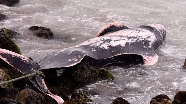 Short-finned pilot whale found ashore near Bambalapitiya; cause unknown