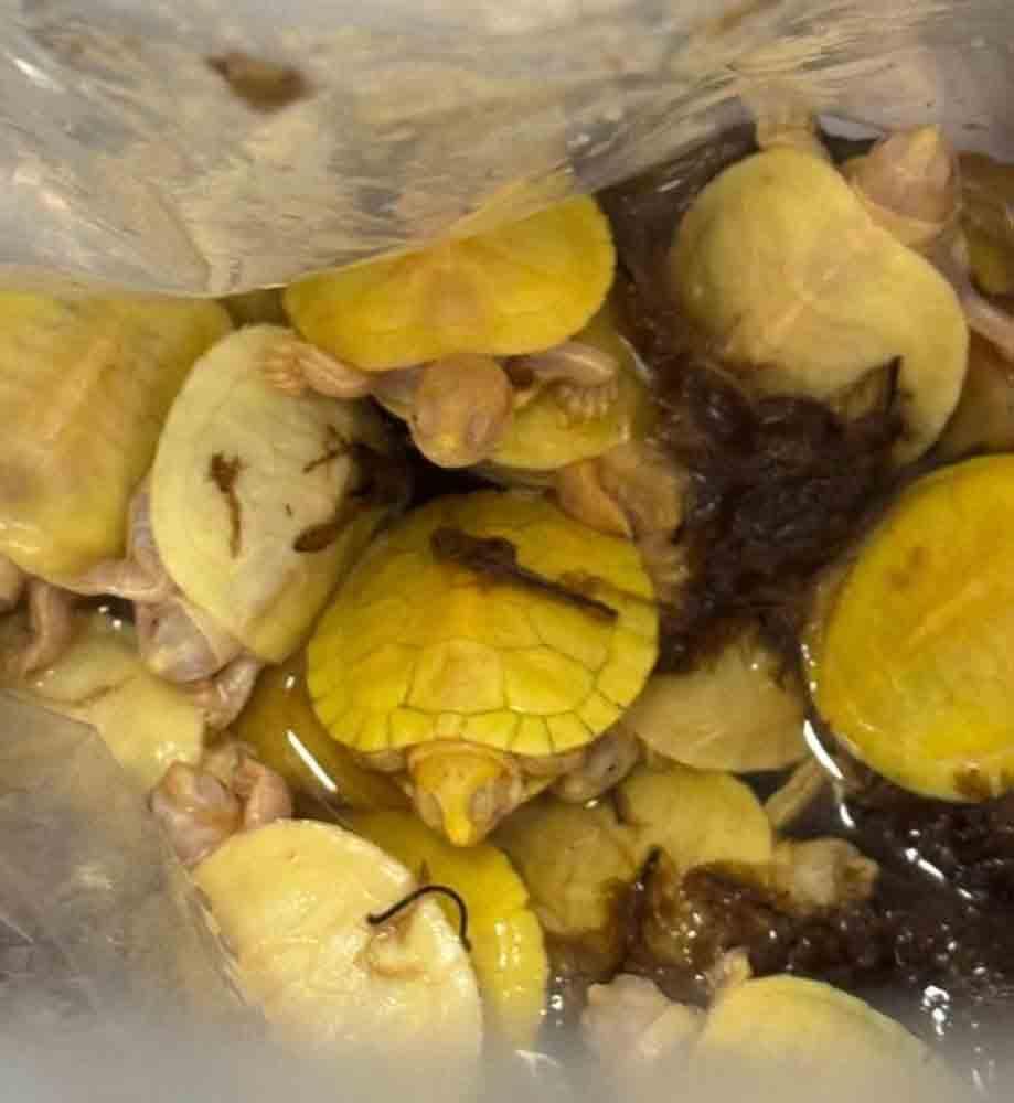 Customs seize 3,500 invasive aquatic organisms from Thailand at BIA ...