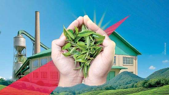 NDB Bank introduces Tea Manufacturer Finance Programme