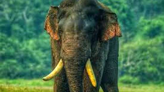 Foreign doctors to treat injured tusker