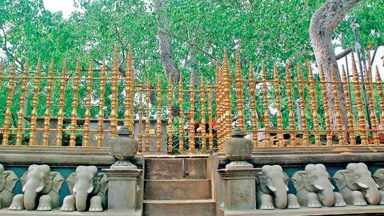 Sri Maha Bodhiya The Ratwatte-Bulankulame connection and the bo-tree