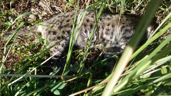 Fishing cat found dead in Talawakelle