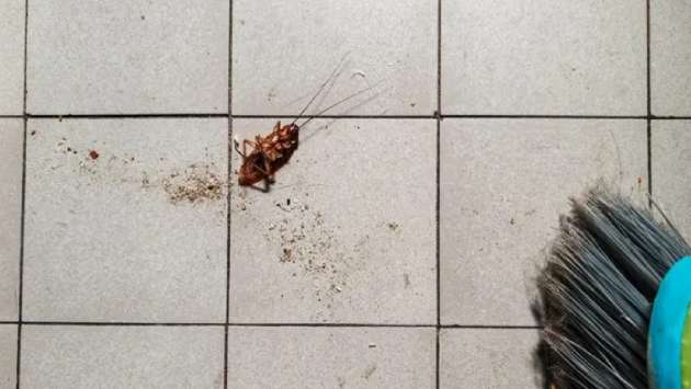 Woman trying to burn cockroach sets South Korea apartment ablaze