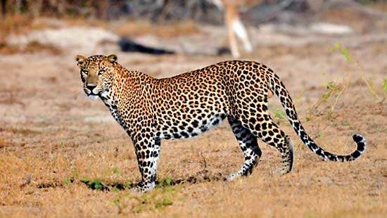 Sri Lanka: The World’s Most Beautiful Island in 2025 A Tourism Opportunity at Risk
