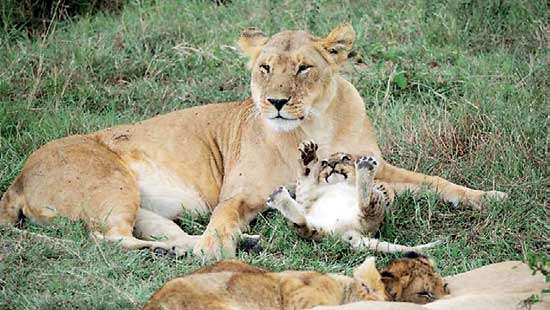 Mega Pride: Of lions, humans and evolutionary lessons