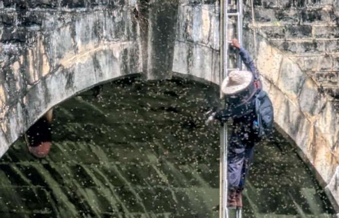 Wasp nests in Nine Arch Bridge removed