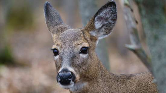 COVID-19 virus found in three Quebec deer in Canada