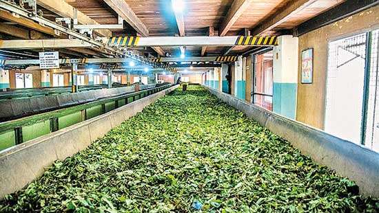 Tea exports turn positive in May breaking months-long negative trend