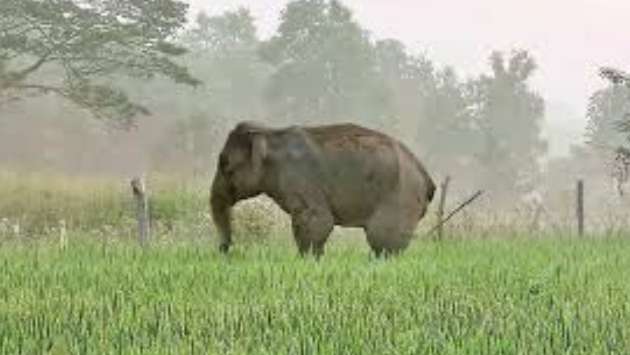 Injured elephant roams Mahaoya villages, devastates crops