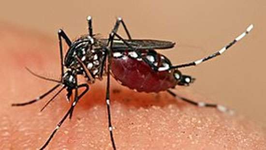 Dengue raises its head once again