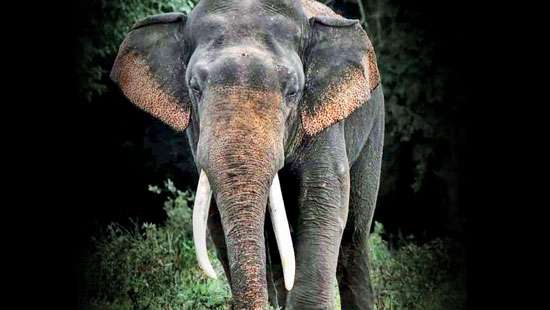 ‘Deega Danthu 1’ the majestic elephant in Kalawewa National Park electrocuted